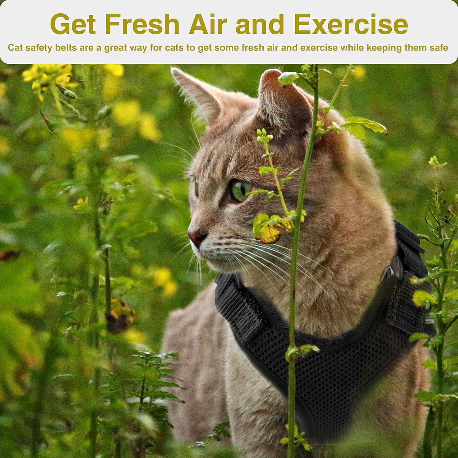 Easy Control and Soft Breathable Mesh Small Pet Vest for Outdoor Walking Escape Proof Adjustable Kitten Harness with Reflective Strip Demigreat Cat Harness with Plush Bouncy Ball and 2 Mouse Toy 